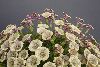 <em>Petunia patagonica</em> 'F&w 9290'